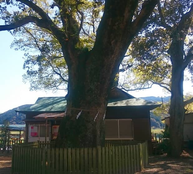 不破八幡神社 御神木であるクスノキ