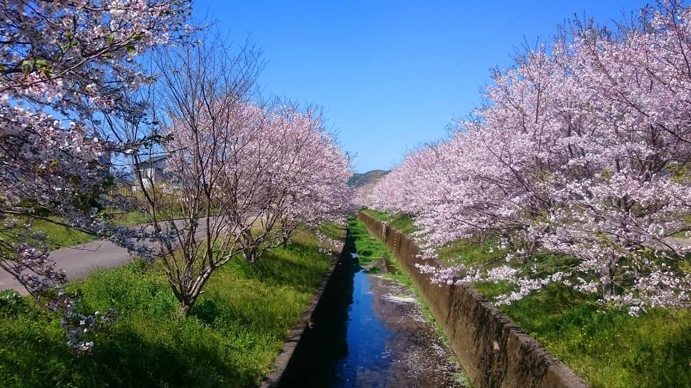 池田川の桜