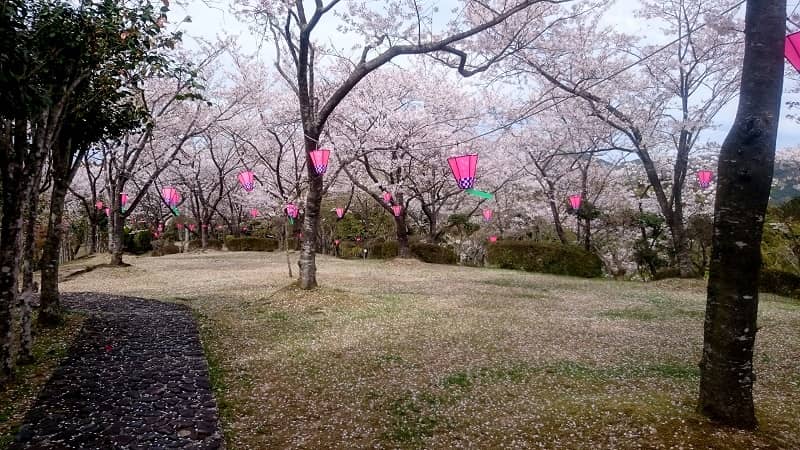 中村城跡 桜の段